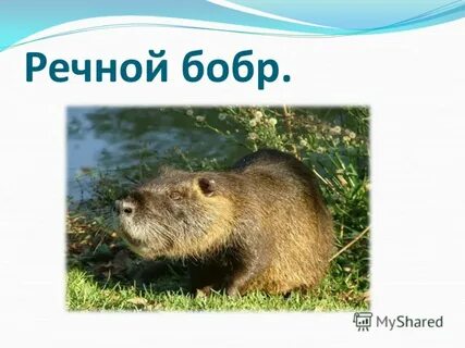 Бобер в красной книге