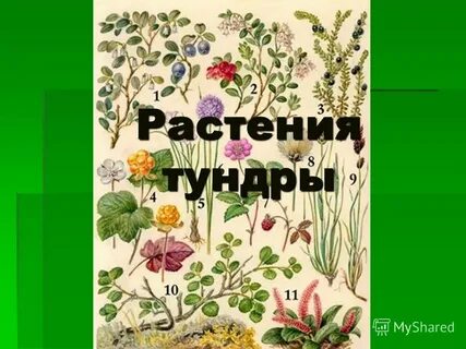 Растения тундры 4 класс доклад