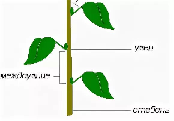 Функции узла и междоузлия