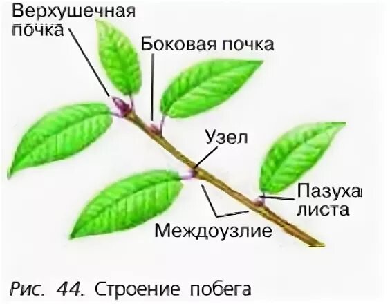 Побеги 7 класс