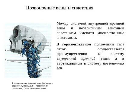 Позвоночная вена