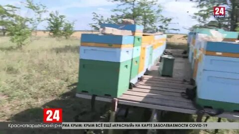 Пчелы в крыму