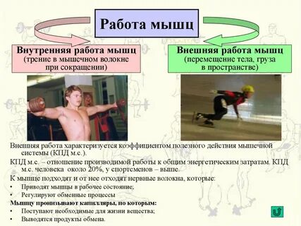 Внутренняя и внешняя работа человека