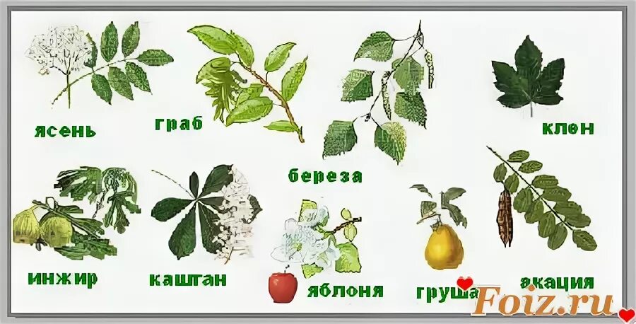 График работы ясеня
