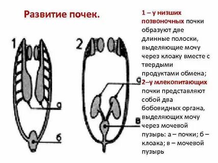 Почки позвонок