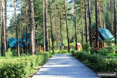 Кедровый горный алтай
