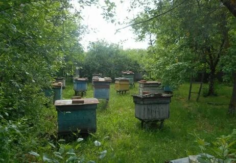 Пчелы мордовия
