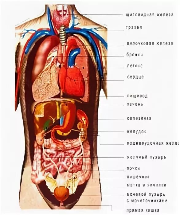 Органы человека расположение с надписями. Расположение человеческих органов в теле в картинках спереди. Схема органов человека мужчины. Схема органов человека в полный рост женщины. Схема человека с внутренними органами в полный.