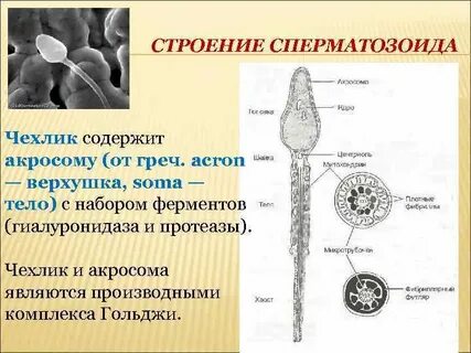 Спермии содержатся в