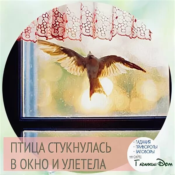 Птицы ударились в окно дома. Птица стукнулась в окно и улетела. Птичка ударилась в окно и улетела. Птица стукнулась в окно и улетела примета. К чему птица ударилась в окно.