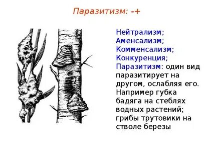 Береза конкуренция