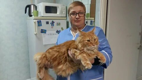 Кот матроскин ветклиника нижний новгород