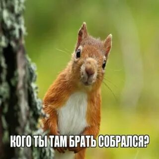 Где взять белки