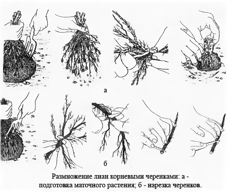 Размножается ли корень. Размножение корневыми черенками. Растения размножающиеся корневыми черенками. Вегетативное размножение корневыми черенками. Размножение корневых черенков.