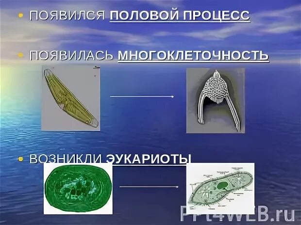 Появился процессы