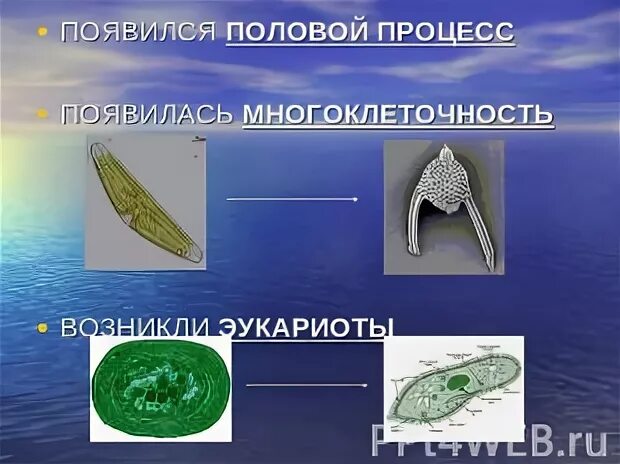 В какую эру возникли многоклеточные организмы. Эра возникновения полового процесса и многоклеточности. Появление полового процесса. Эволюционные события на границе архейской и протерозойской Эр. Половой процесс и многоклеточность появились на границе.