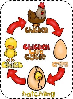 Chicken life
