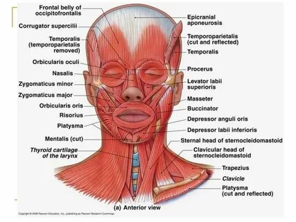 Head and neck