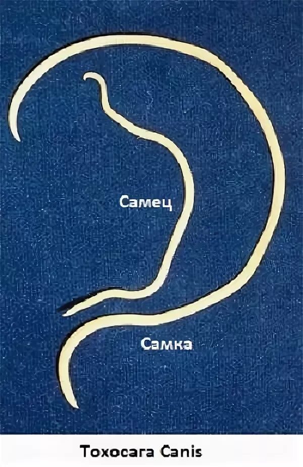 Паразиты черви аскариды. Аскарида собачья. Аскарида собачья. Гельминты паразиты аскариды. Цикл развития токсокара канис у собак.