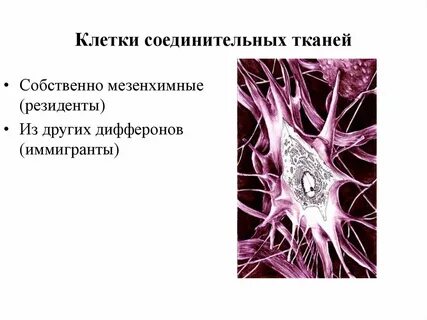Клетки относящиеся к соединительной