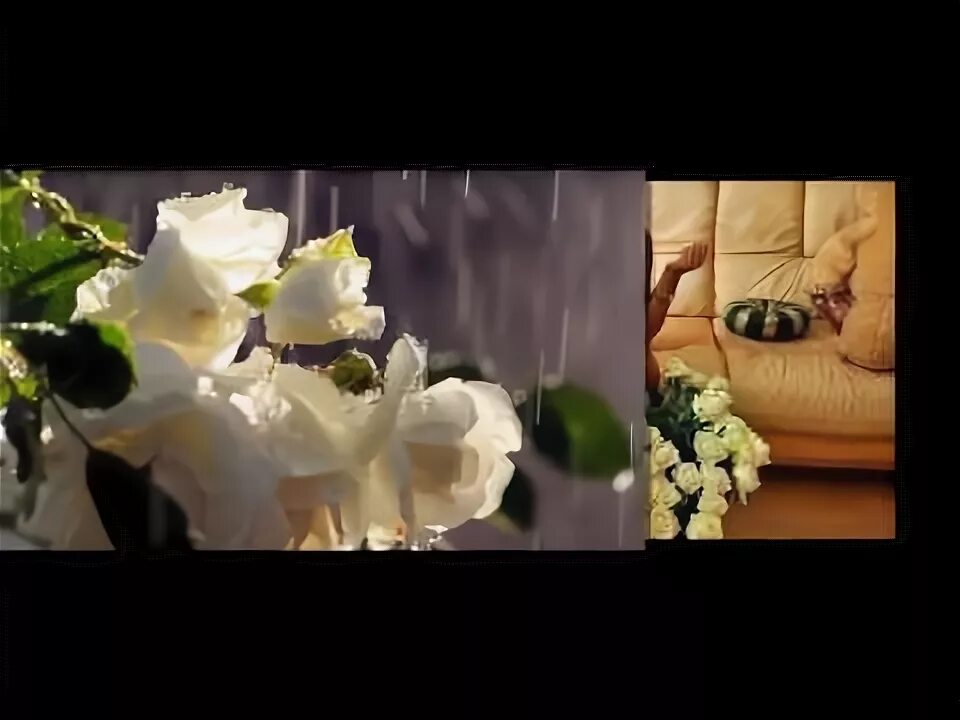 Я люблю тебя до слез без ума люблю. Наше ложе застелю. Белые лепестки. Роза на белом фоне. Песня наше ложе застелю лепестками белых.