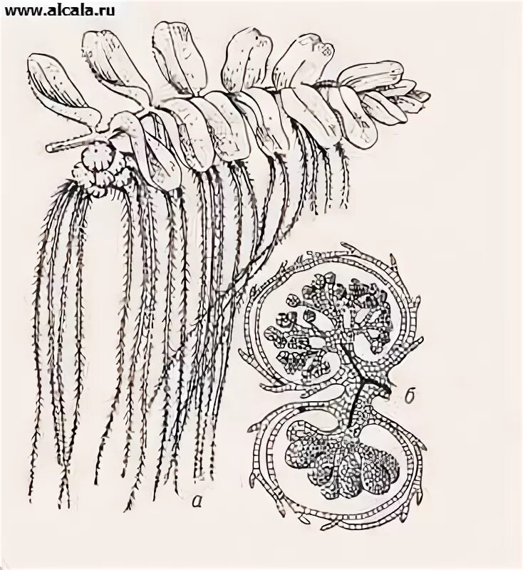 Жизненный цикл сцифоидных медуз. Схема жизненного цикла животного егэ. Жизненный цикл земноводных схема. Жизненные циклы для егэ по биологии. Схема жизненного цикла животного егэ.