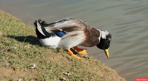 Селезни хохлатой утки