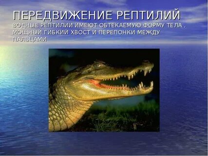 Передвижение пресмыкающихся