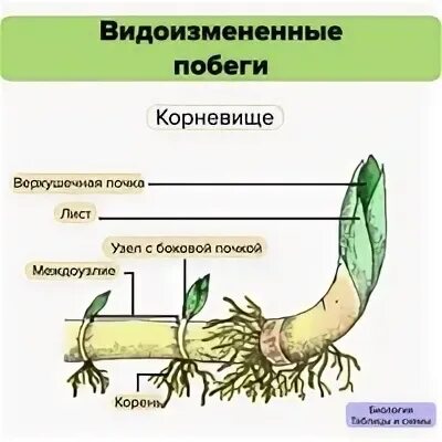 Как доказать что корневище