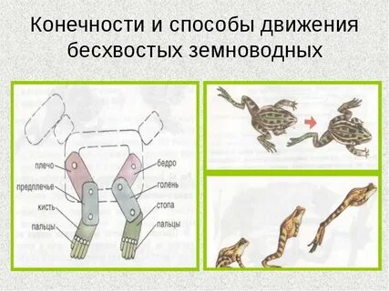 Особенности движения земноводных