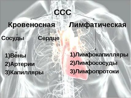 Функции сердечно сосудистой системы