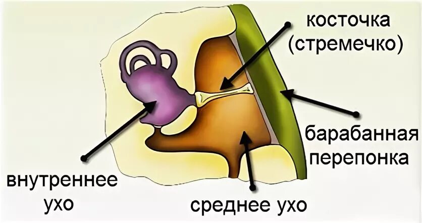 Строение органа слуха пресмыкающихся. Строение уха лягушки. Строение уха пресмыкающегося. Строение лягушки среднее ухо.