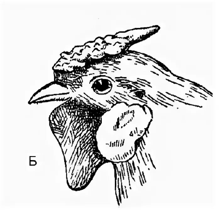 Органы слуха у курицы. Курица с листовидным гребнем черным оперением