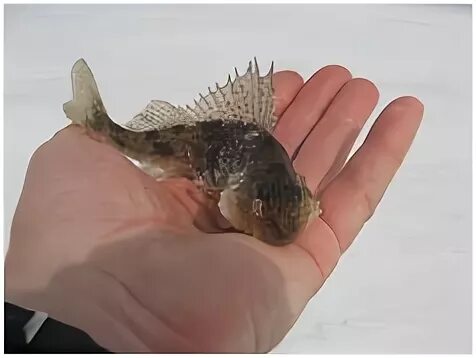 Где поймать ерша