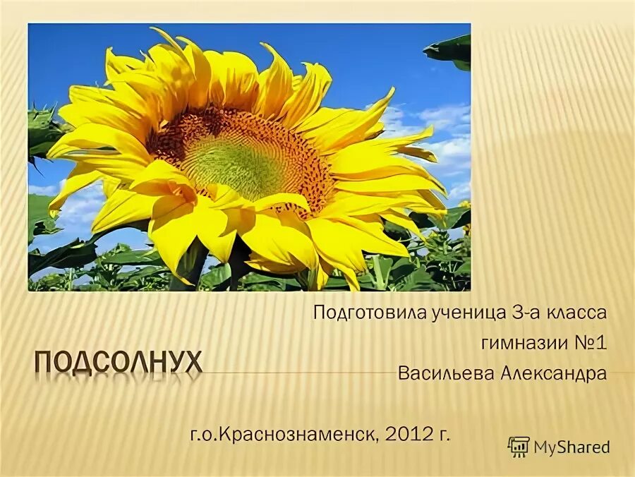 Пунктуационные правила родина подсолнечника. Растения путешественники подсолнух. Родина подсолнуха. Солнце растет. Растение цветки которого похожи на подсолнух.