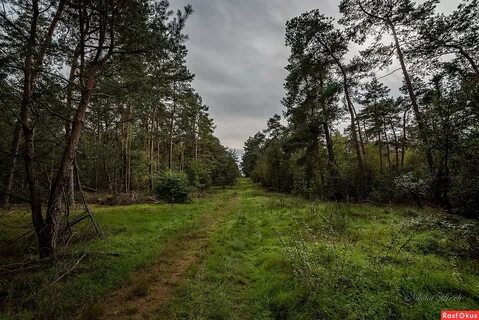 Что такое просека