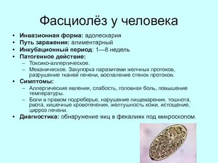 Меры профилактики печеночного сосальщика