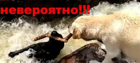 Какое животное спасло