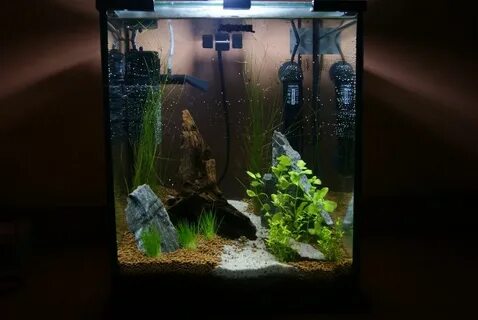 Aquael plant