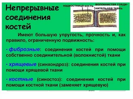 Непрерывные костные соединения костей