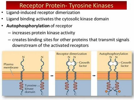 Receptor