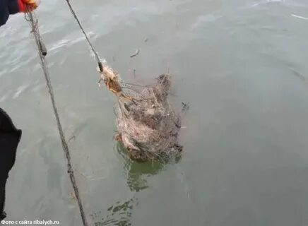 Ловить рыбу в воде руками