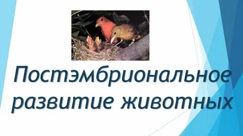Постэмбриональное развитие зародыша