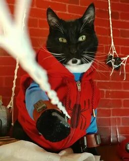 Костюм с котом человек паук