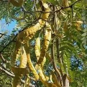 шоколадное дерево южной америки. турецкая акация дерево. бобовое дерево африки. бобы тамаринда. шоколадное дерево (дерево какао) – theobroma.