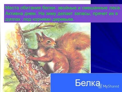 Среда обитания белки