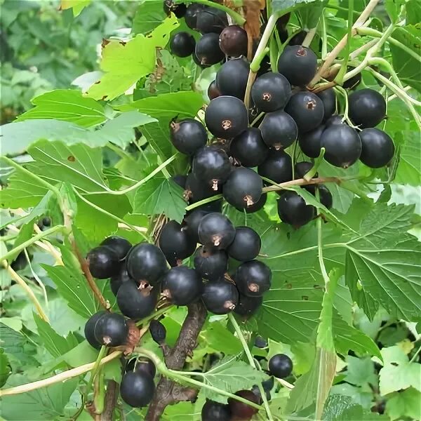 Смородина 24. Масло черной смородины. Смородина сорт мармеладница. Смородина ягода. Смородина черная зуша.