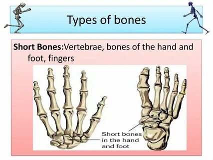 Bones connecting
