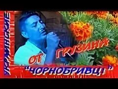 Украинские песни чернобривцы. Украинские песни чернобривцы. Чернобривцы посияла маты. Бархатцы. Чернобривцы насияла мати.