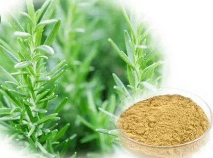 Plant extract